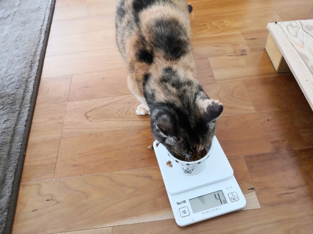 f:id:hiraryo0201:20200508134329j:image