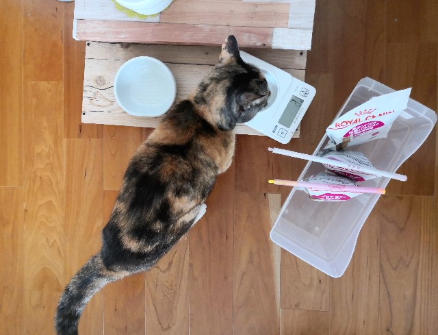 f:id:hiraryo0201:20200509085431j:image