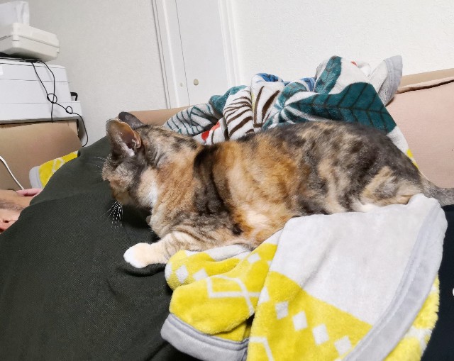 f:id:hiraryo0201:20200509093518j:image