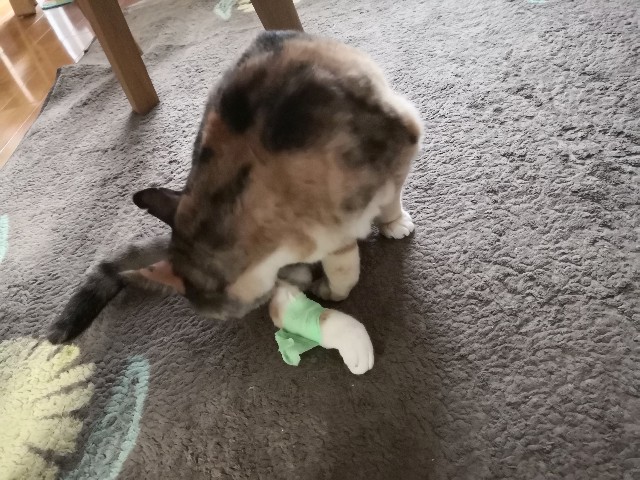 f:id:hiraryo0201:20200509211648j:image