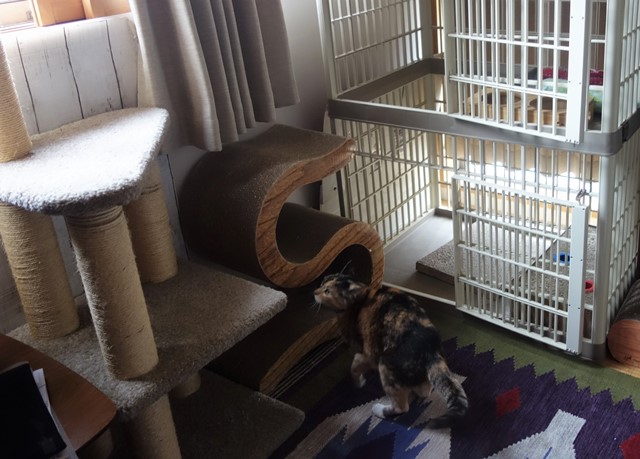 f:id:hiraryo0201:20200510135336j:plain f:id:hiraryo0201:20200510135336j:plain