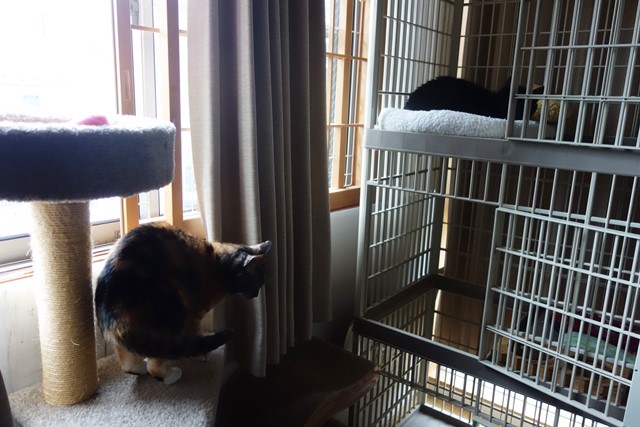 f:id:hiraryo0201:20200510135348j:plain f:id:hiraryo0201:20200510135348j:plain