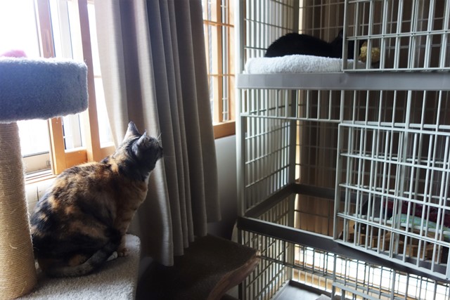 f:id:hiraryo0201:20200510135425j:plain f:id:hiraryo0201:20200510135425j:plain