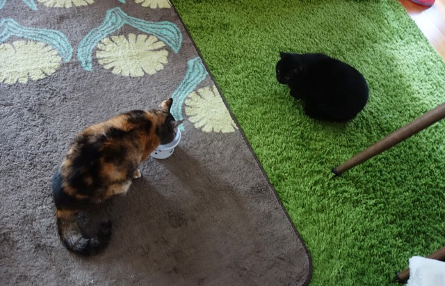 f:id:hiraryo0201:20200510135935j:plain f:id:hiraryo0201:20200510135935j:plain