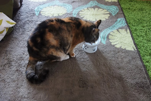 f:id:hiraryo0201:20200510140014j:plain f:id:hiraryo0201:20200510140014j:plain