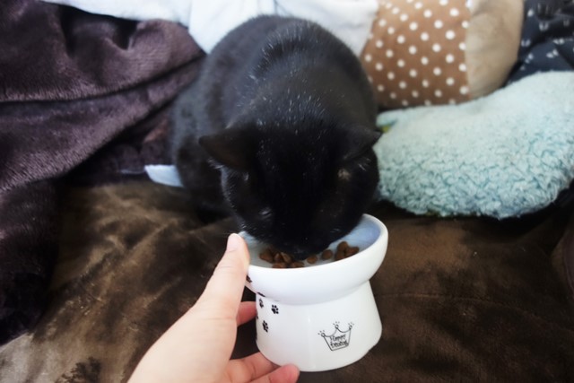 f:id:hiraryo0201:20200510140035j:plain f:id:hiraryo0201:20200510140035j:plain