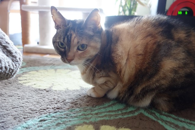 f:id:hiraryo0201:20200510140114j:plain f:id:hiraryo0201:20200510140114j:plain