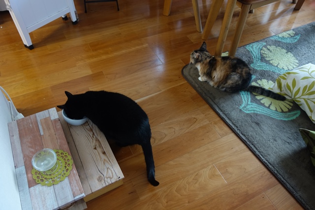 f:id:hiraryo0201:20200515194701j:plain f:id:hiraryo0201:20200515194701j:plain