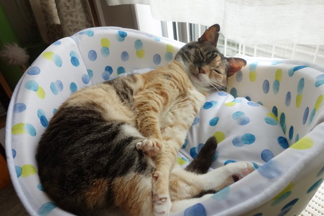 f:id:hiraryo0201:20200529222634j:plain f:id:hiraryo0201:20200529222634j:plain