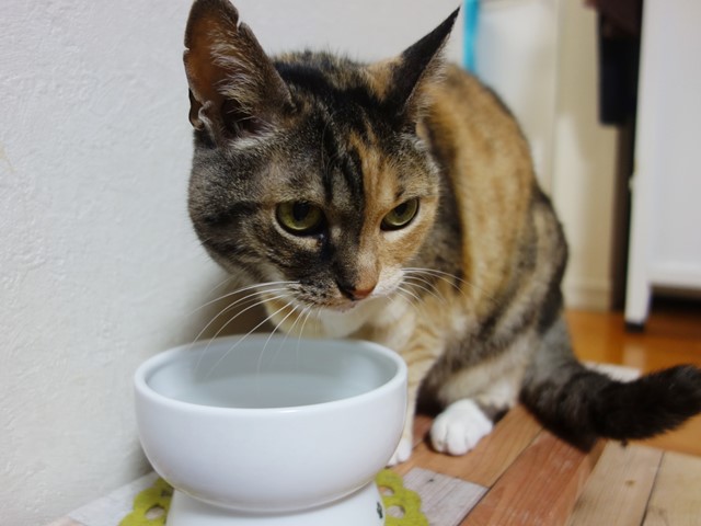 f:id:hiraryo0201:20200529222723j:plain f:id:hiraryo0201:20200529222723j:plain