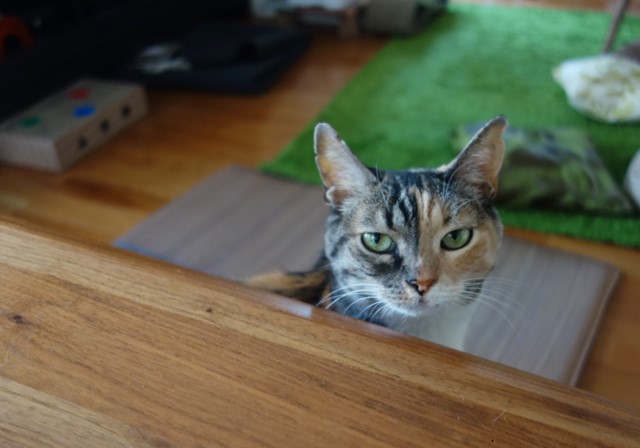 f:id:hiraryo0201:20200529224551j:plain f:id:hiraryo0201:20200529224551j:plain