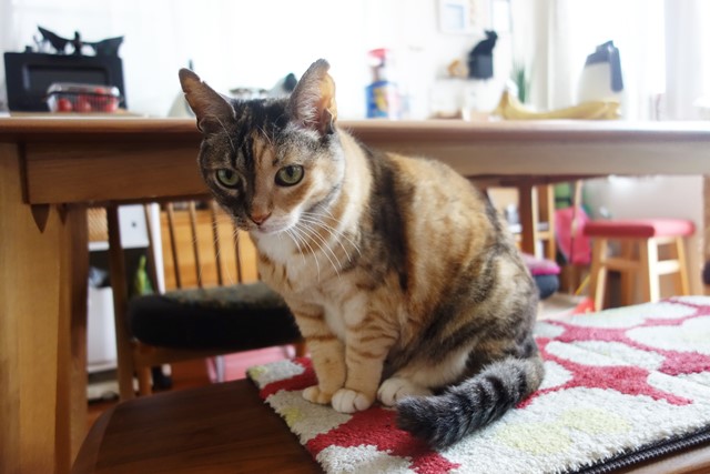 f:id:hiraryo0201:20200531215820j:plain f:id:hiraryo0201:20200531215820j:plain