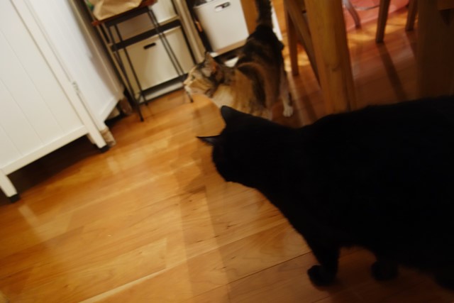 f:id:hiraryo0201:20200531223243j:plain f:id:hiraryo0201:20200531223243j:plain