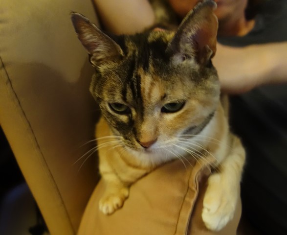 f:id:hiraryo0201:20200531224519j:plain f:id:hiraryo0201:20200531224519j:plain