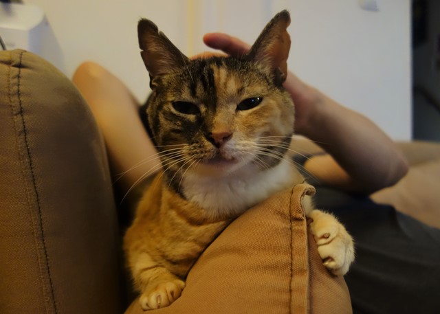 f:id:hiraryo0201:20200531224541j:plain f:id:hiraryo0201:20200531224541j:plain