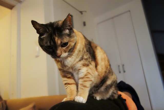 f:id:hiraryo0201:20200531224607j:plain f:id:hiraryo0201:20200531224607j:plain