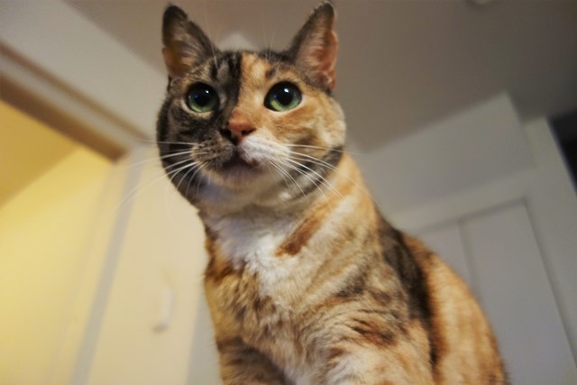 f:id:hiraryo0201:20200531224626j:plain f:id:hiraryo0201:20200531224626j:plain