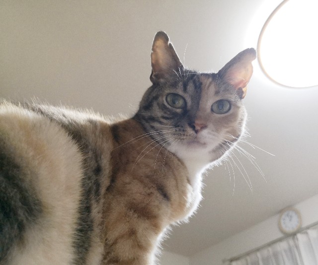 f:id:hiraryo0201:20200613101152j:image