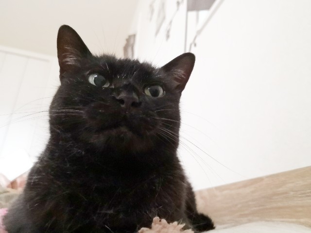 f:id:hiraryo0201:20200613101201j:image