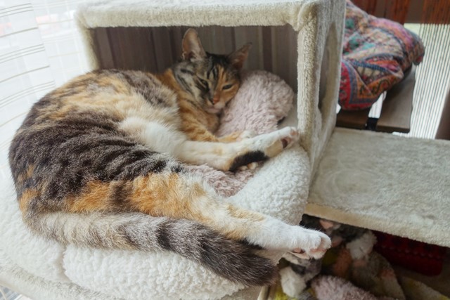 f:id:hiraryo0201:20200621232217j:plain f:id:hiraryo0201:20200621232217j:plain