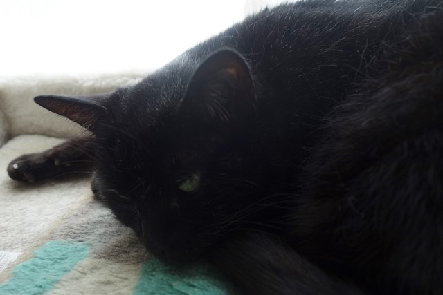 f:id:hiraryo0201:20200621232225j:plain f:id:hiraryo0201:20200621232225j:plain