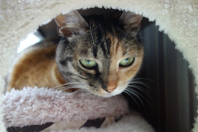 f:id:hiraryo0201:20200621232233j:plain f:id:hiraryo0201:20200621232233j:plain