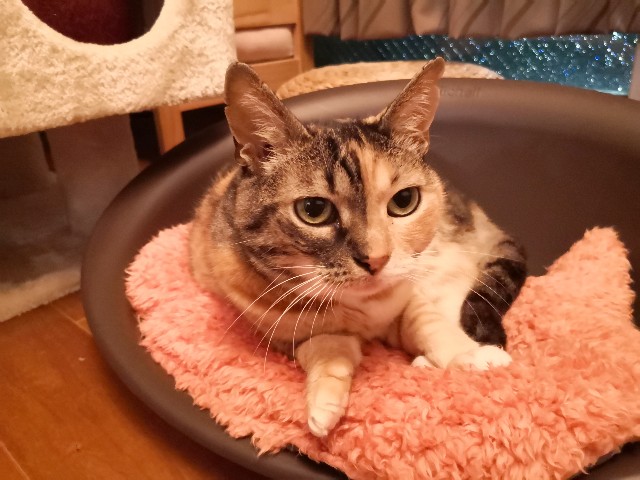 f:id:hiraryo0201:20200623181941j:image f:id:hiraryo0201:20200623181941j:image