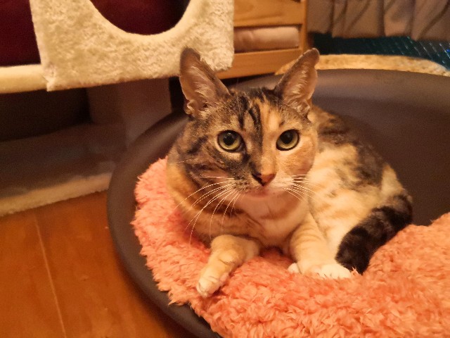 f:id:hiraryo0201:20200623182025j:image f:id:hiraryo0201:20200623182025j:image