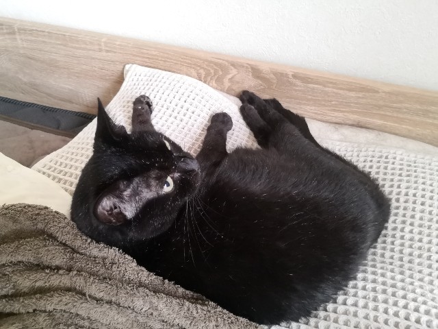 f:id:hiraryo0201:20200625071727j:image f:id:hiraryo0201:20200625071727j:image