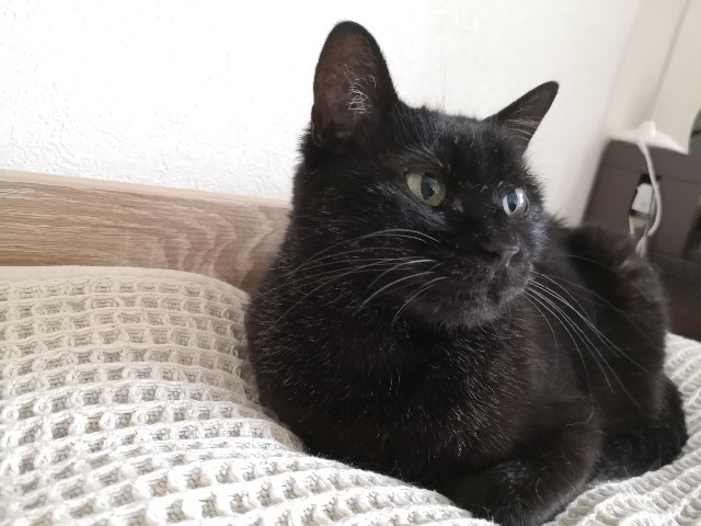 f:id:hiraryo0201:20200625071744j:image f:id:hiraryo0201:20200625071744j:image