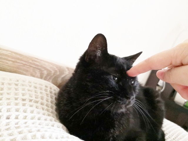 f:id:hiraryo0201:20200625071757j:image f:id:hiraryo0201:20200625071757j:image