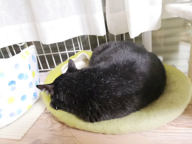 f:id:hiraryo0201:20200629071657j:image f:id:hiraryo0201:20200629071657j:image