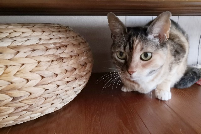 f:id:hiraryo0201:20200629071735j:image f:id:hiraryo0201:20200629071735j:image