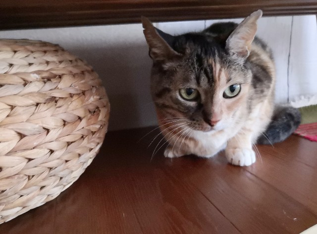 f:id:hiraryo0201:20200629071748j:image f:id:hiraryo0201:20200629071748j:image