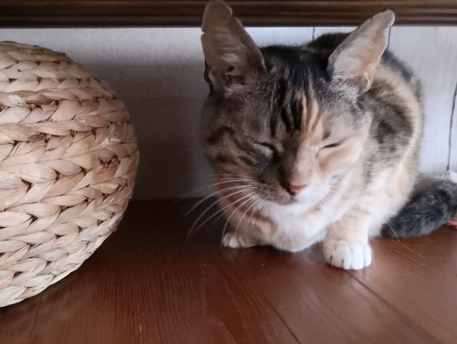 f:id:hiraryo0201:20200629071758j:image f:id:hiraryo0201:20200629071758j:image