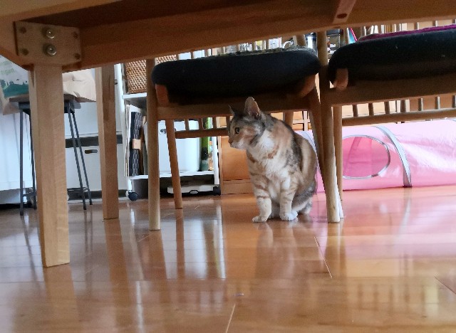 f:id:hiraryo0201:20200629071816j:image f:id:hiraryo0201:20200629071816j:image