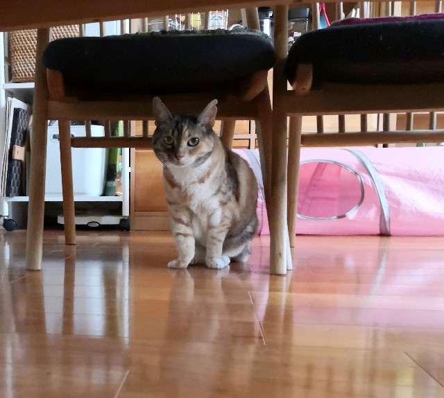 f:id:hiraryo0201:20200629071831j:image f:id:hiraryo0201:20200629071831j:image