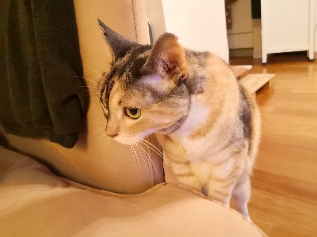 f:id:hiraryo0201:20200706072231j:image f:id:hiraryo0201:20200706072231j:image