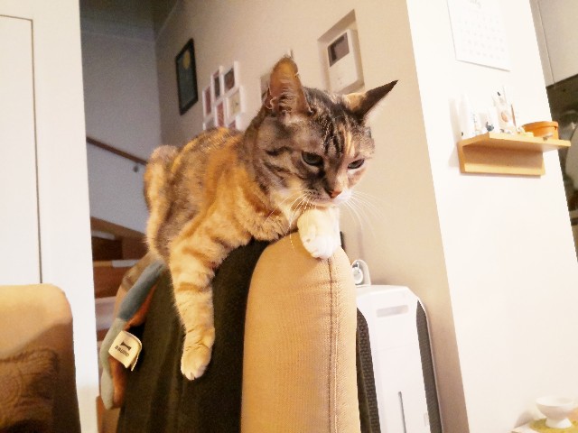 f:id:hiraryo0201:20200706072257j:image f:id:hiraryo0201:20200706072257j:image