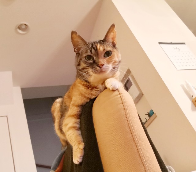 f:id:hiraryo0201:20200706072321j:image f:id:hiraryo0201:20200706072321j:image