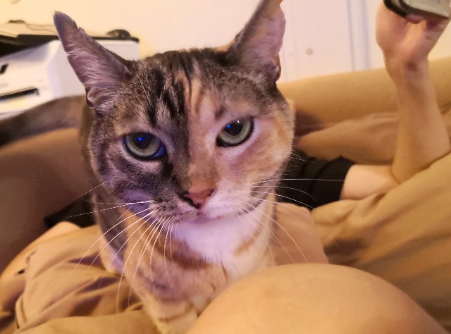 f:id:hiraryo0201:20200706072344j:image f:id:hiraryo0201:20200706072344j:image