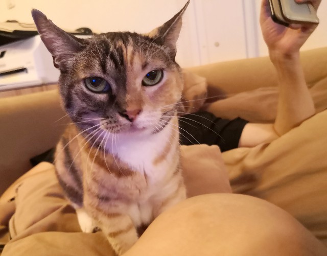 f:id:hiraryo0201:20200706072400j:image f:id:hiraryo0201:20200706072400j:image