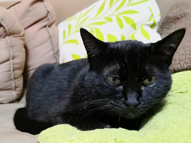 f:id:hiraryo0201:20200718083319j:plain f:id:hiraryo0201:20200718083319j:plain