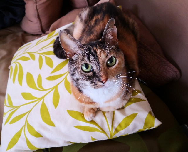 f:id:hiraryo0201:20200723150406j:image f:id:hiraryo0201:20200723150406j:image