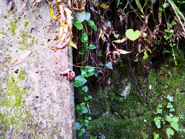 f:id:hiraryo0201:20200802181640j:image