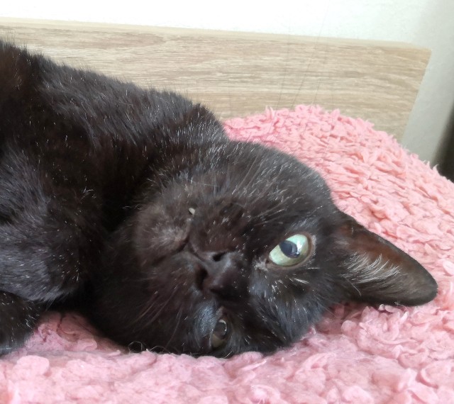 f:id:hiraryo0201:20200809104007j:plain f:id:hiraryo0201:20200809104007j:plain