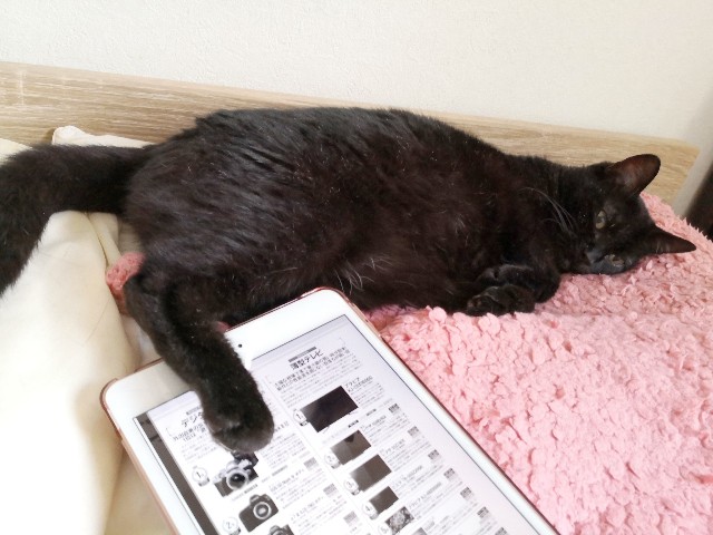 f:id:hiraryo0201:20200809104014j:image f:id:hiraryo0201:20200809104014j:image