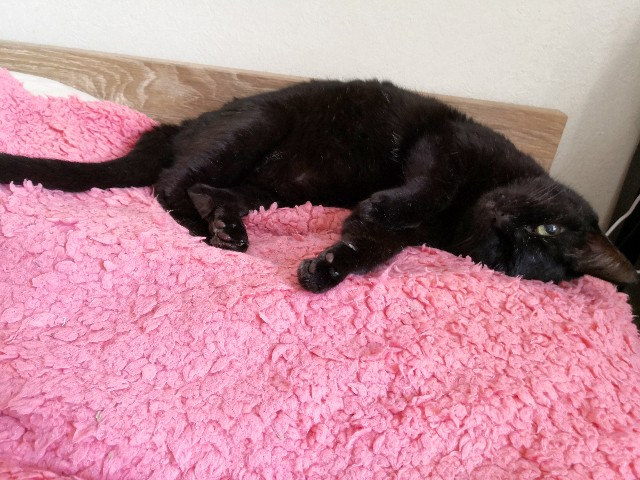 f:id:hiraryo0201:20200810140039j:plain
