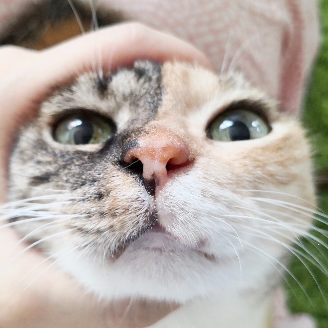 f:id:hiraryo0201:20200813112439j:image f:id:hiraryo0201:20200813112439j:image