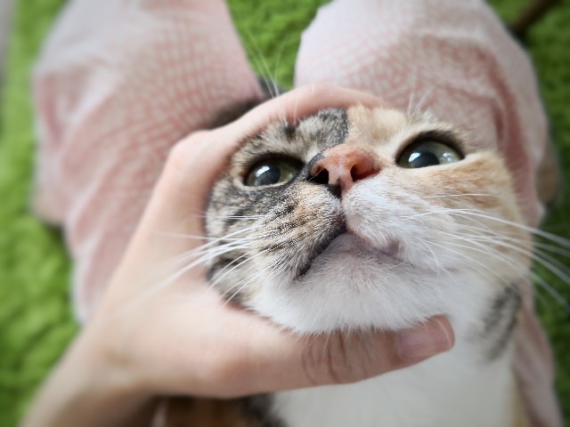 f:id:hiraryo0201:20200813112445j:image f:id:hiraryo0201:20200813112445j:image